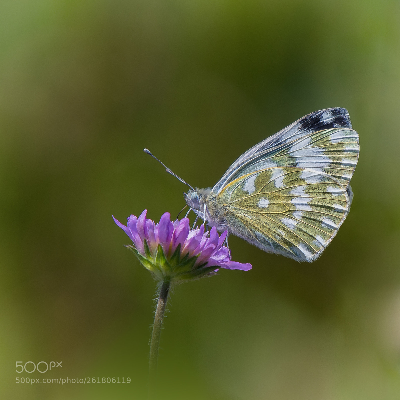 Nikon D500 sample photo. Pieris napi photography