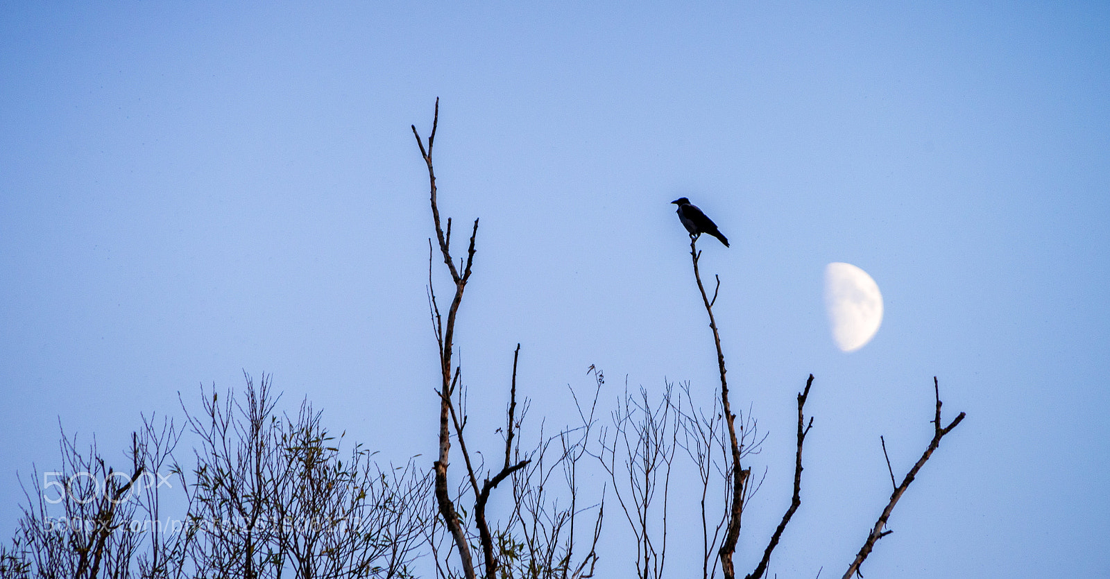 Nikon D610 sample photo. Ofa photography