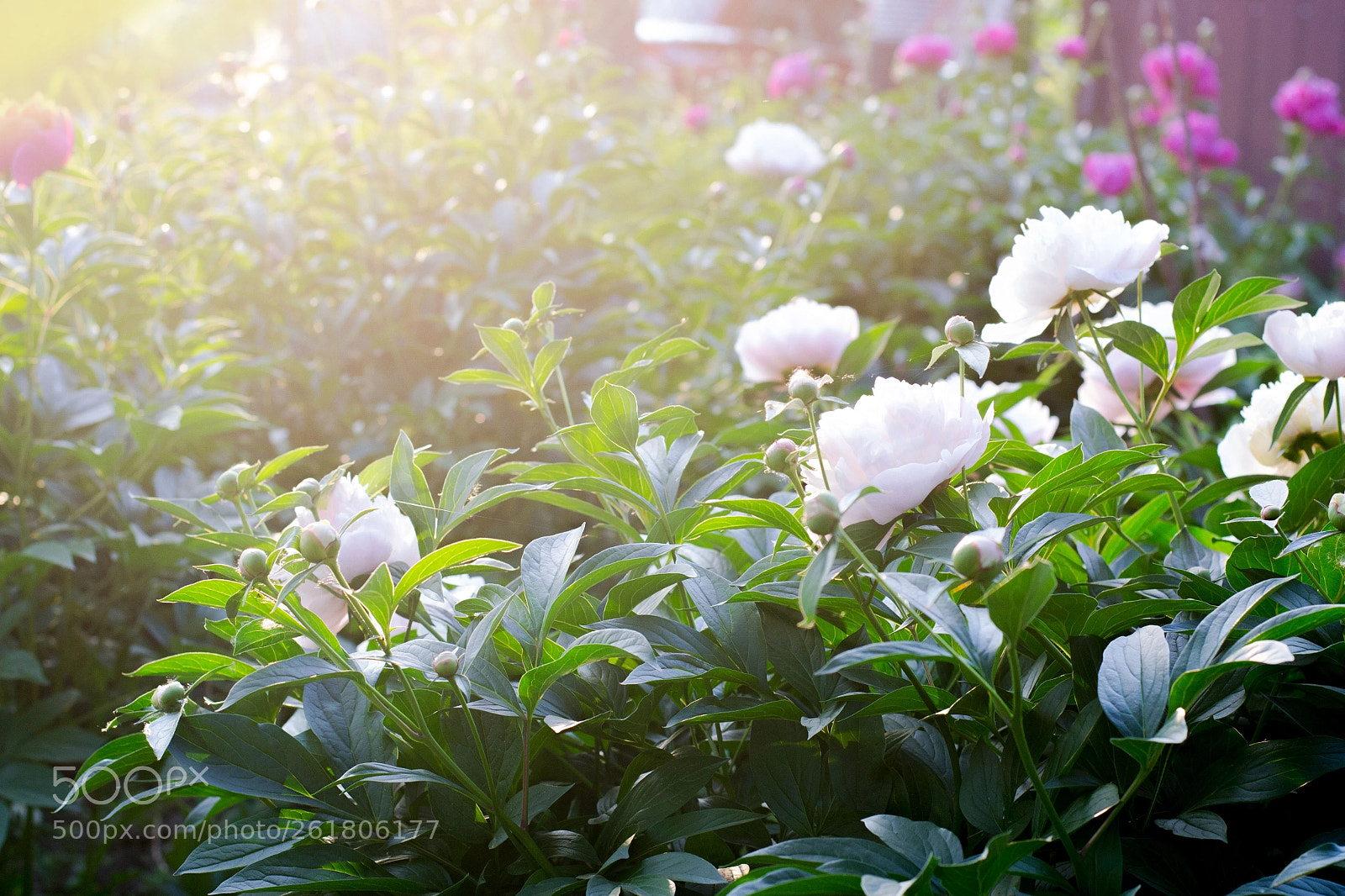 Nikon D3100 sample photo. Peonies photography