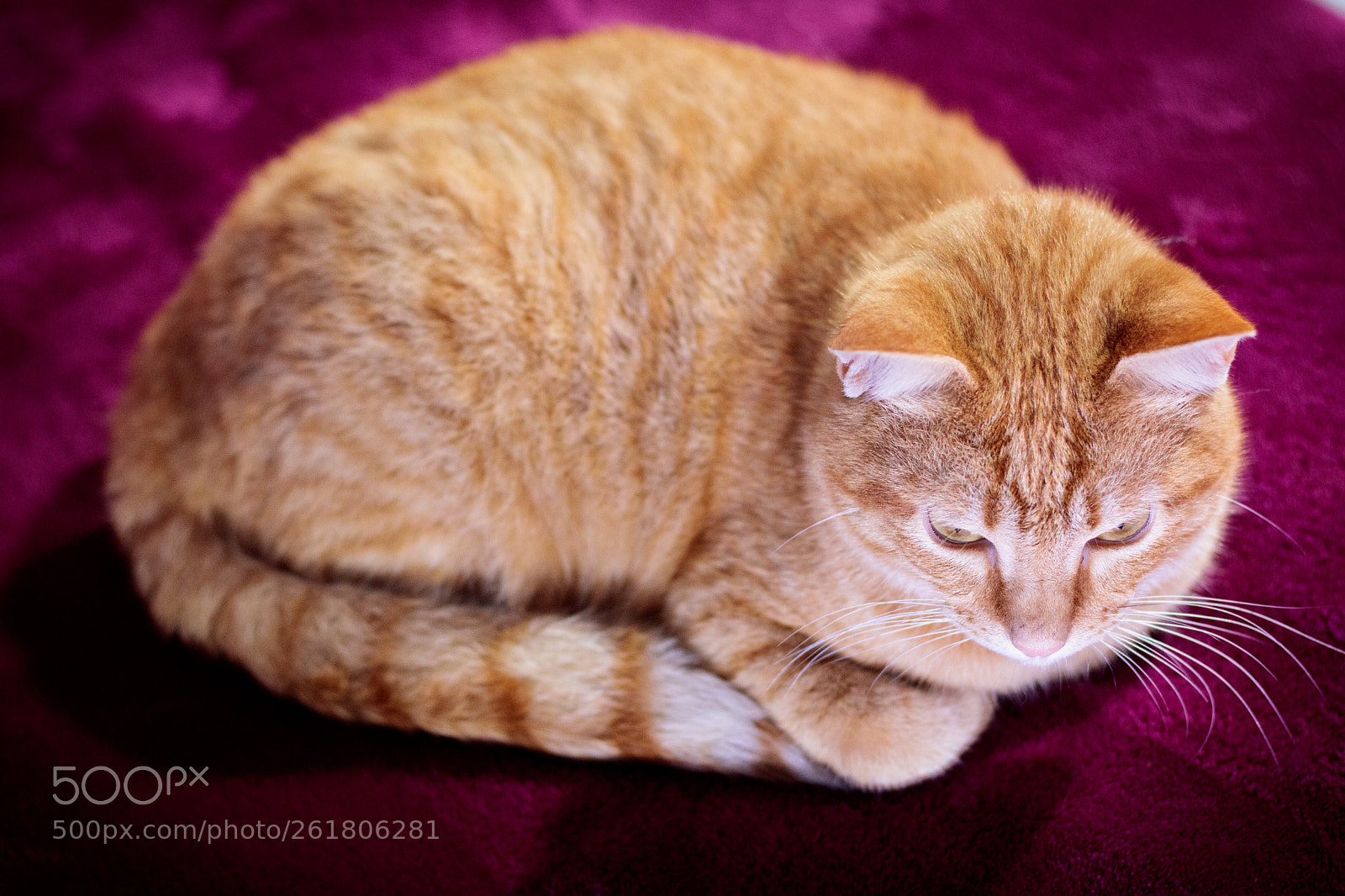Canon EOS 750D (EOS Rebel T6i / EOS Kiss X8i) sample photo. Round head photography