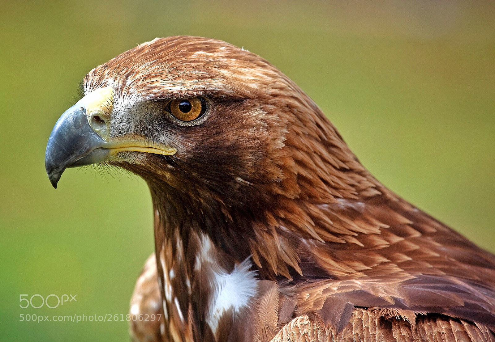 Canon EOS 5D Mark II sample photo. Golden eagle (aquila chrysaetos) photography