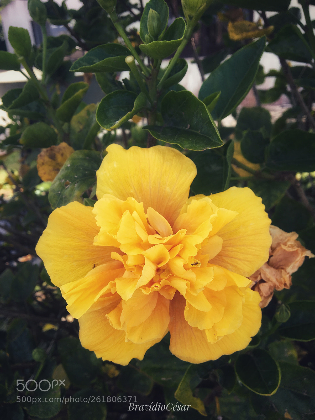 Apple iPhone 6s sample photo. Untitled photography