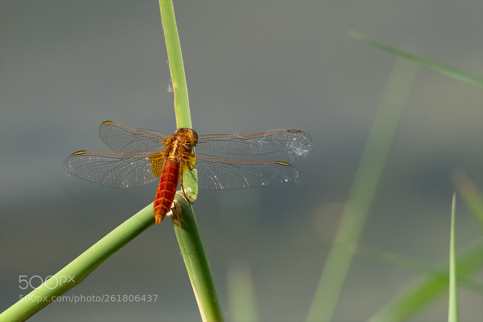 Nikon D850 sample photo. Feuerlibelle / scarlet dragonfly photography