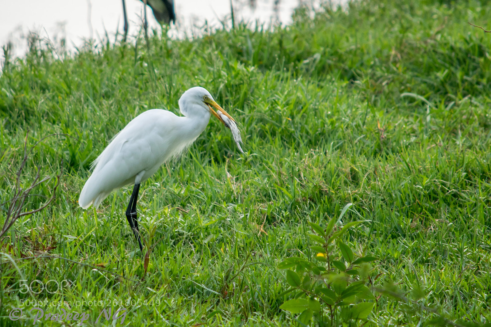 Nikon D3300 sample photo. Egret with a catch photography