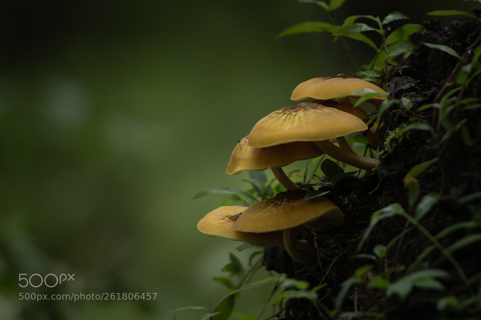 Canon EOS 550D (EOS Rebel T2i / EOS Kiss X4) sample photo. Mushrooms photography