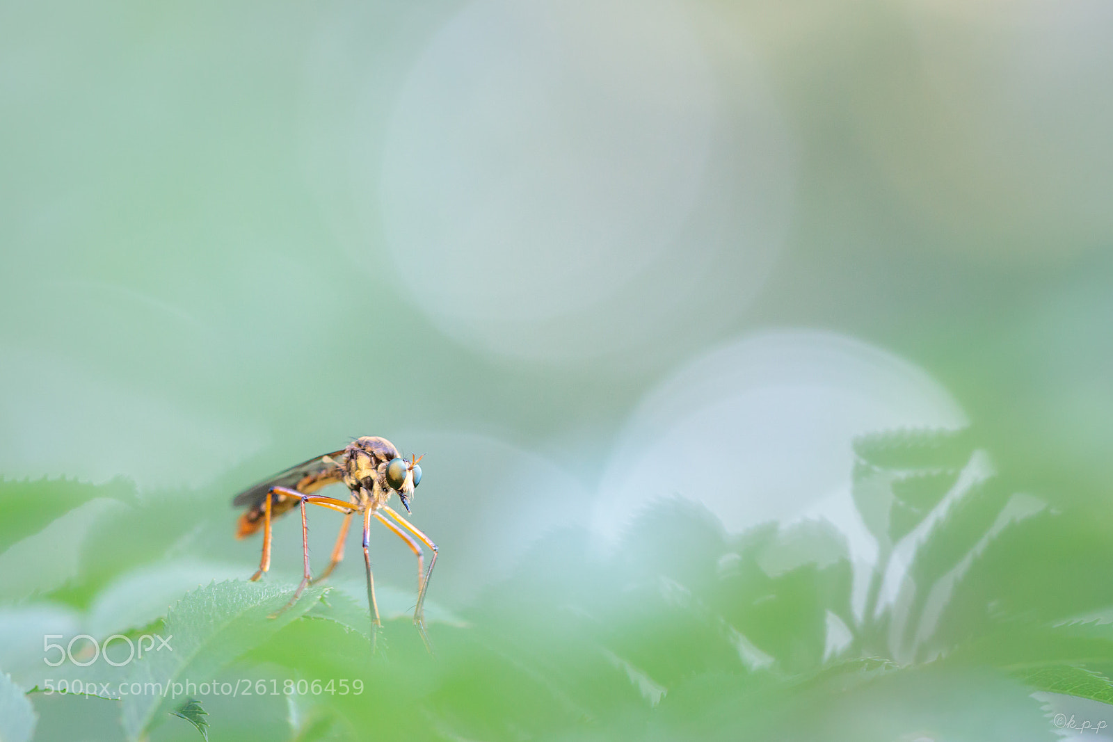 Canon EOS 80D sample photo. Robber fly photography