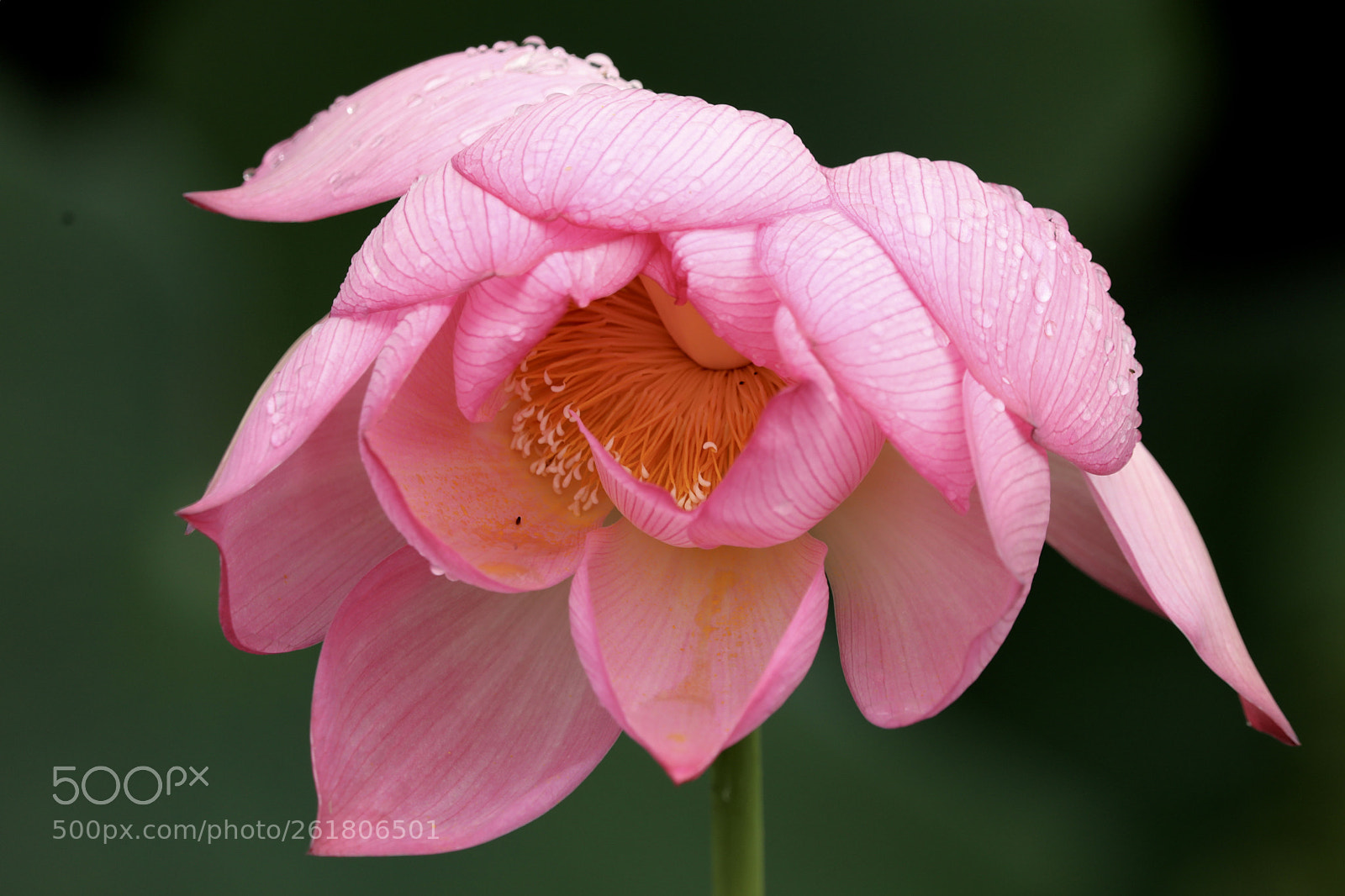 Canon EOS 5D Mark IV sample photo. 灼灼荷花瑞 亭亭出水中 photography