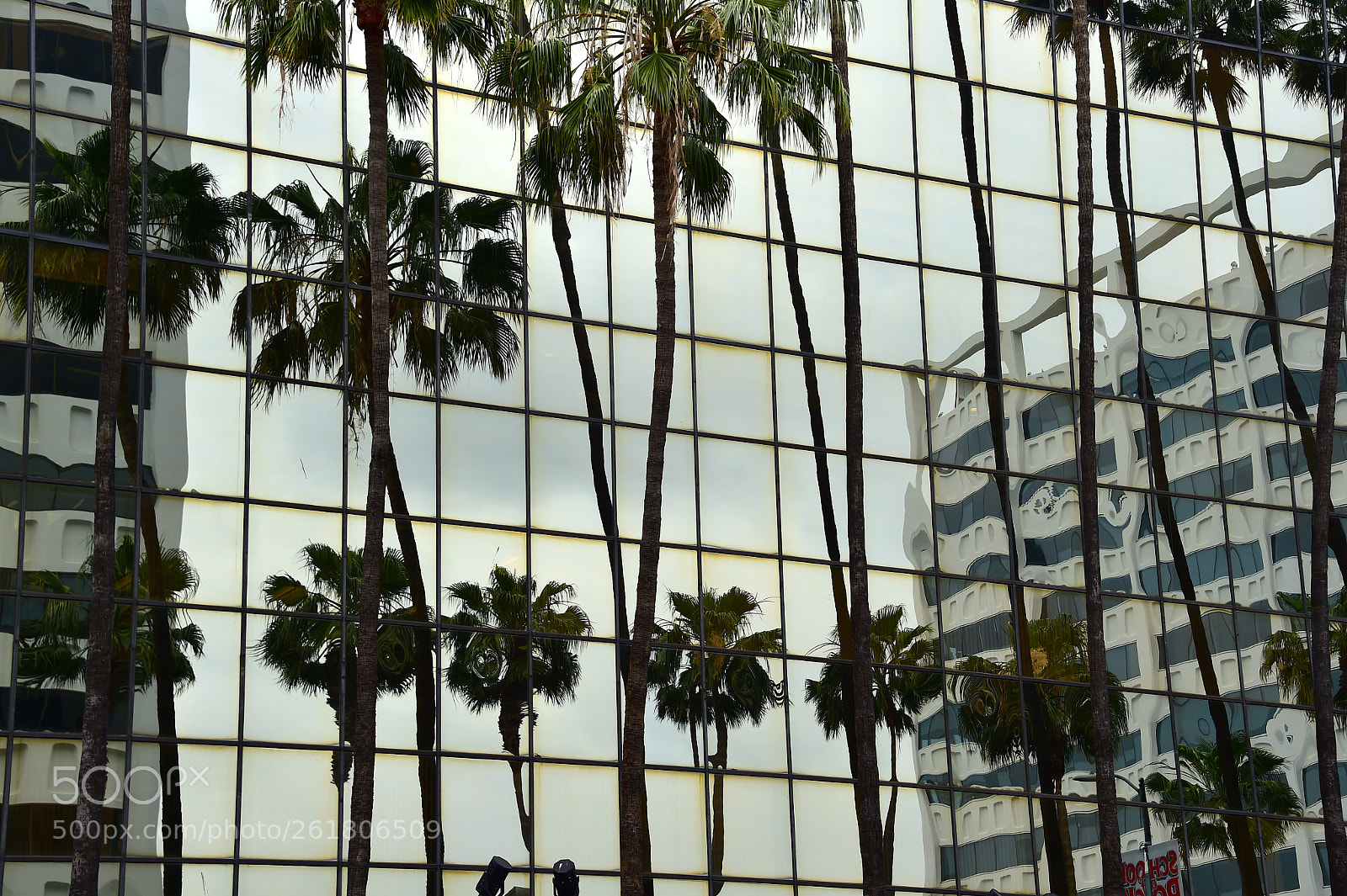 Nikon D4S sample photo. Palm reflection photography
