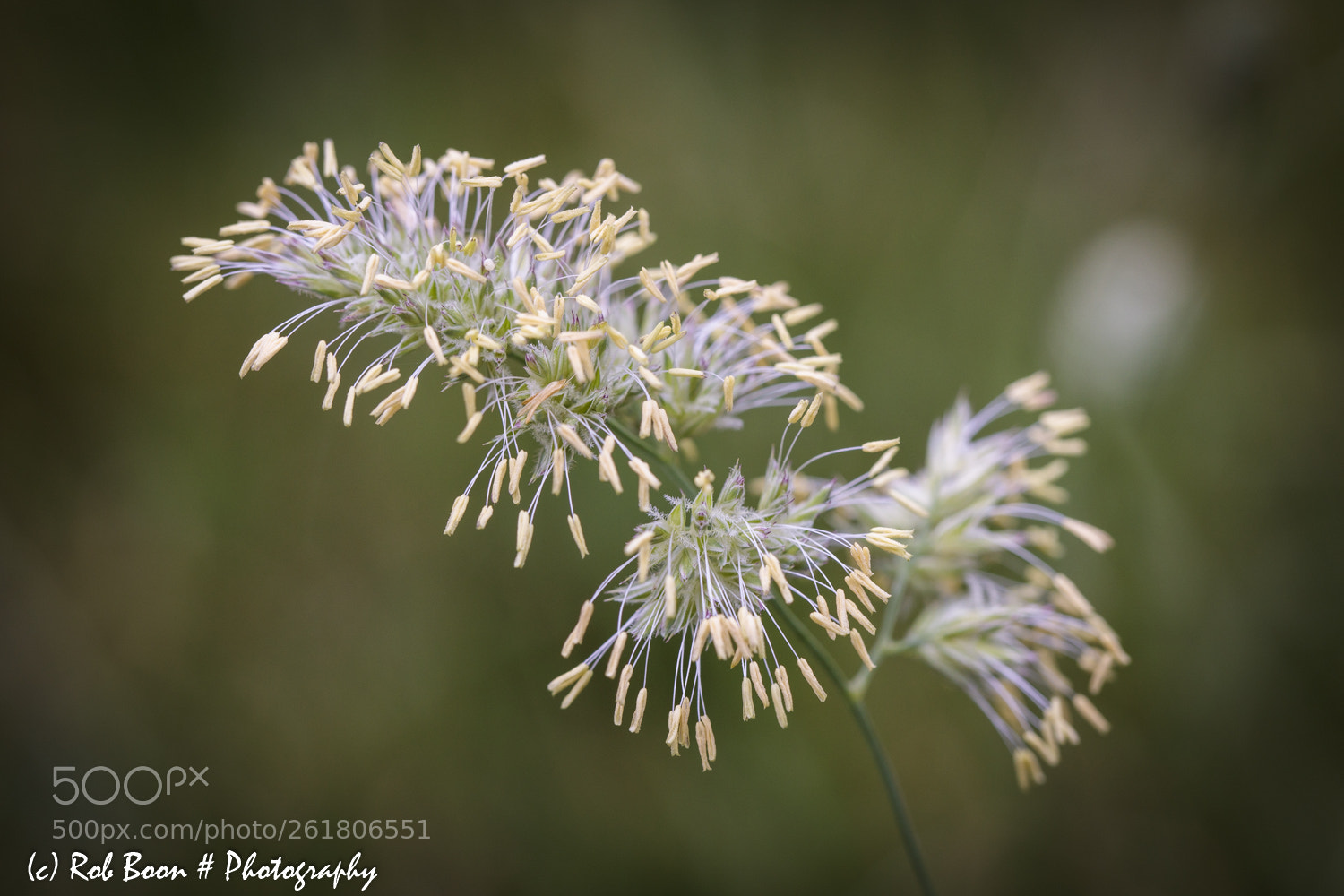 Canon EOS 5DS sample photo. Grass photography
