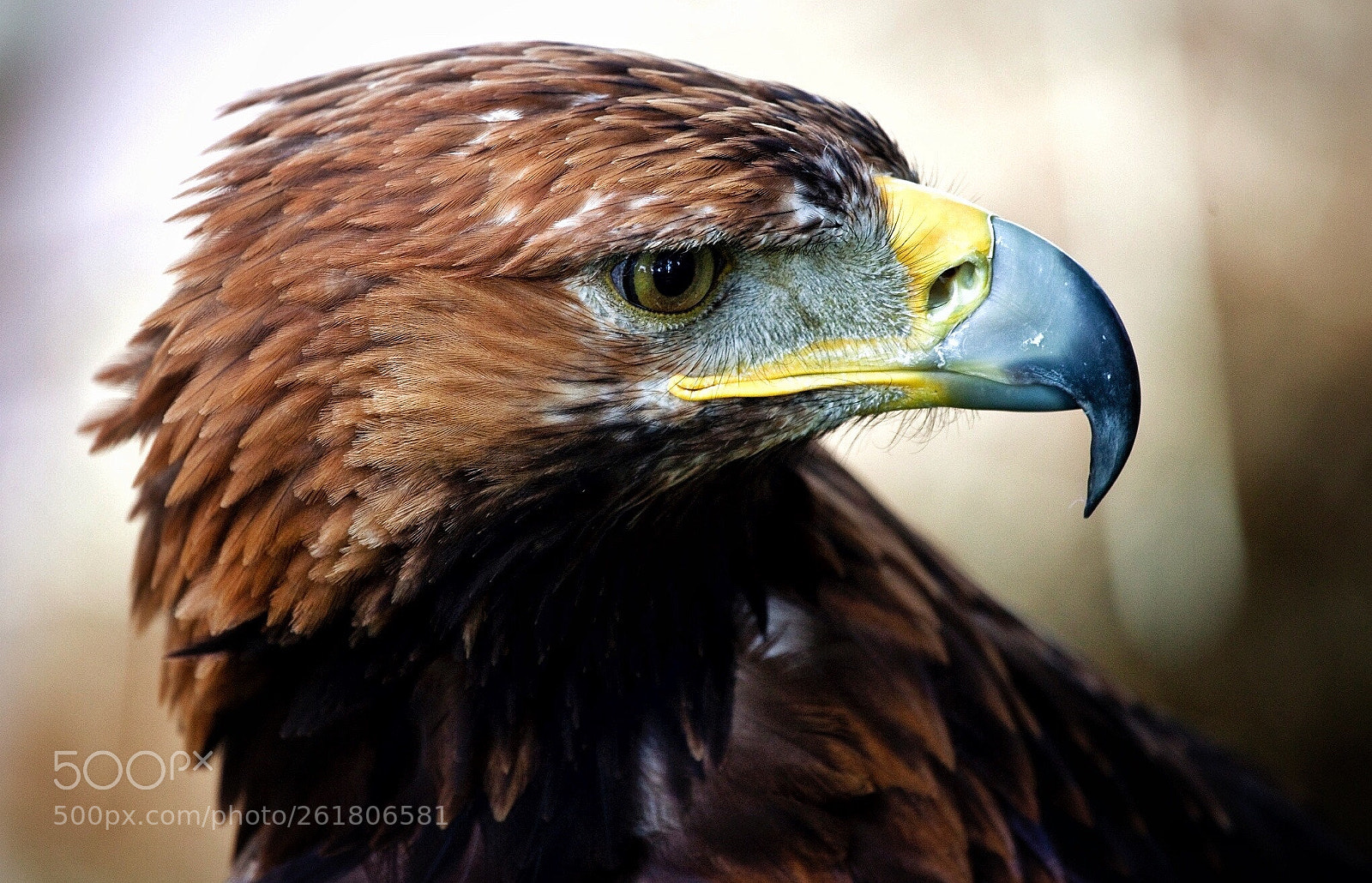 Canon EOS 5D Mark II sample photo. Águila real (aquila chrysaetos) photography