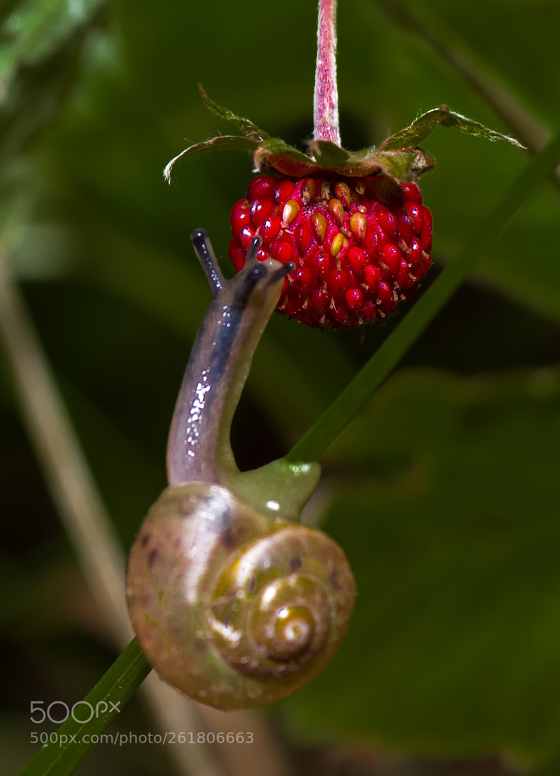 Pentax K-5 IIs sample photo. When you want strawberries.. photography