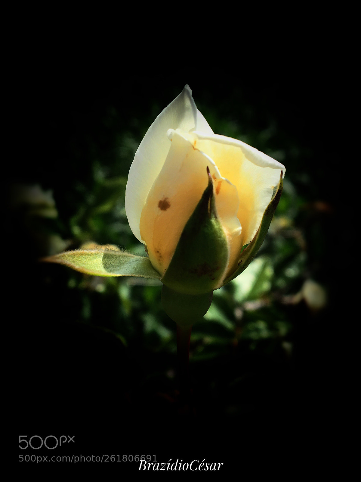Apple iPhone 6s sample photo. Untitled photography