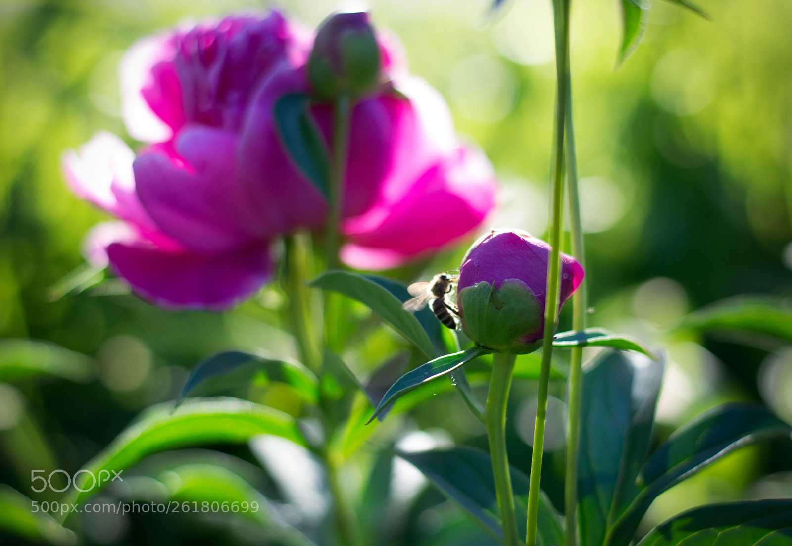 Nikon D3100 sample photo. Garden photography