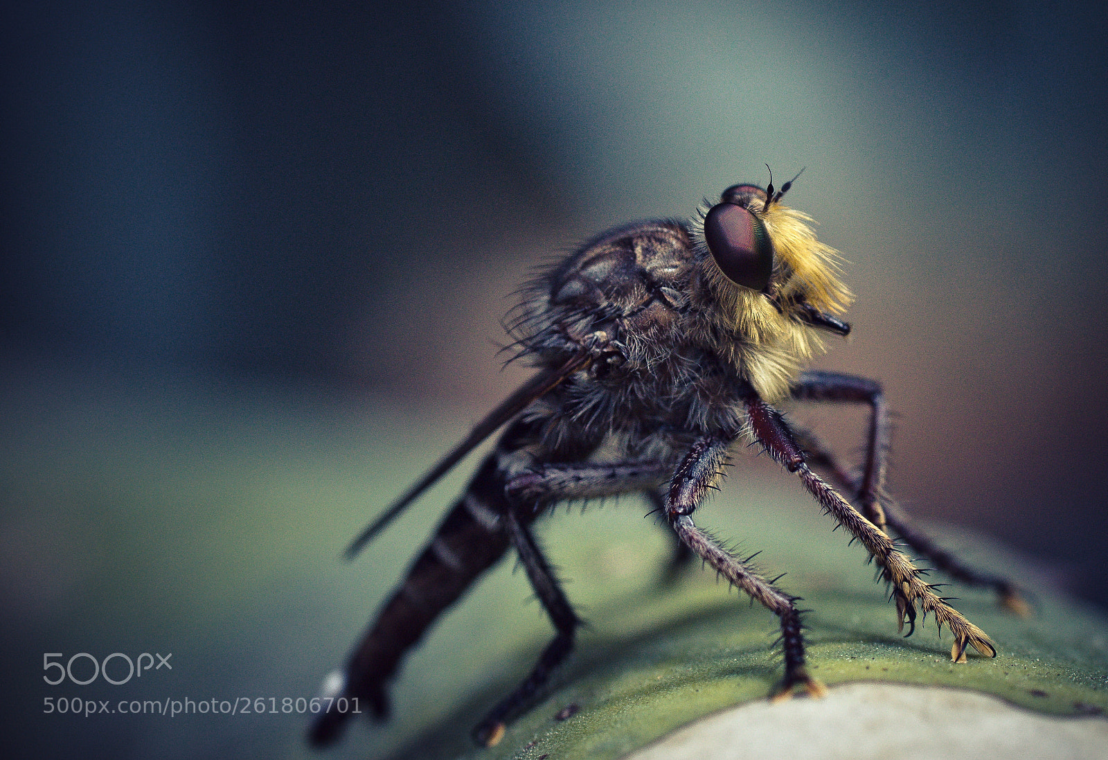 Sony a99 II sample photo. Robber fly photography