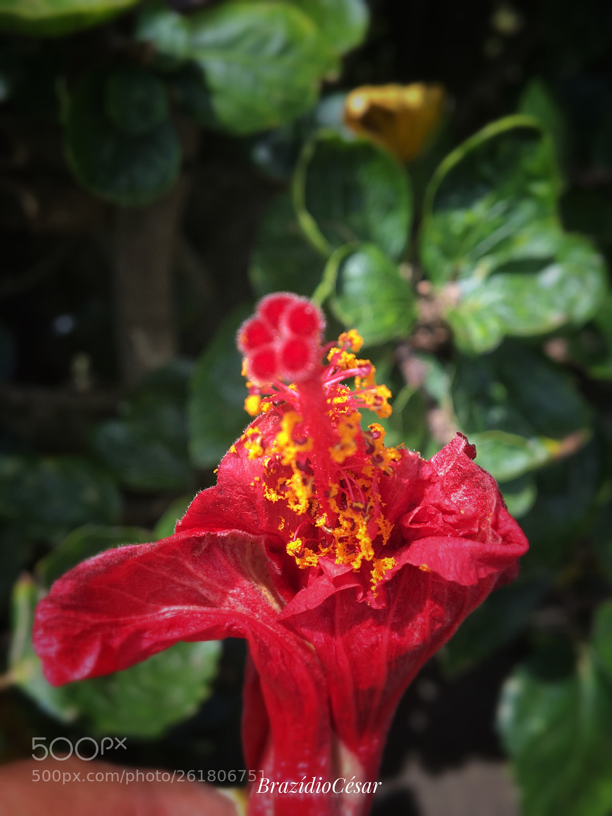 Apple iPhone 6s sample photo. Untitled photography