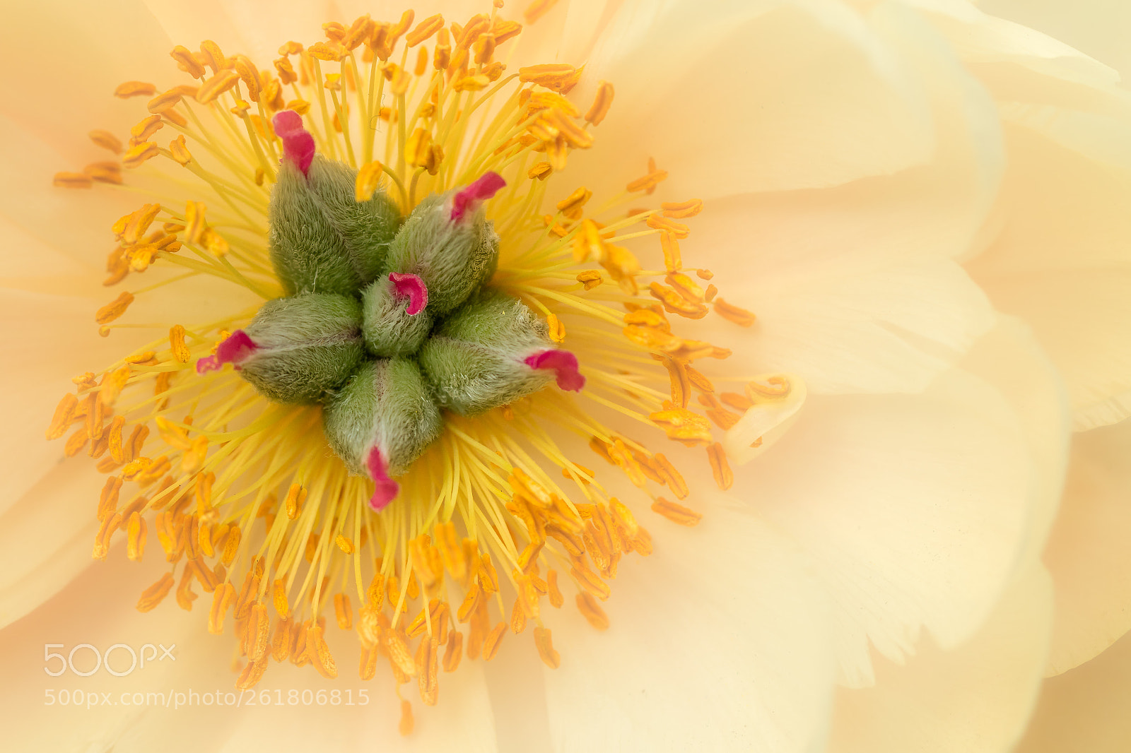 Canon EOS 7D Mark II sample photo. Peony border charm photography