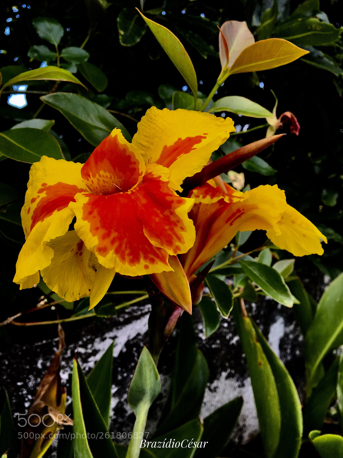 Apple iPhone 6s sample photo. Untitled photography