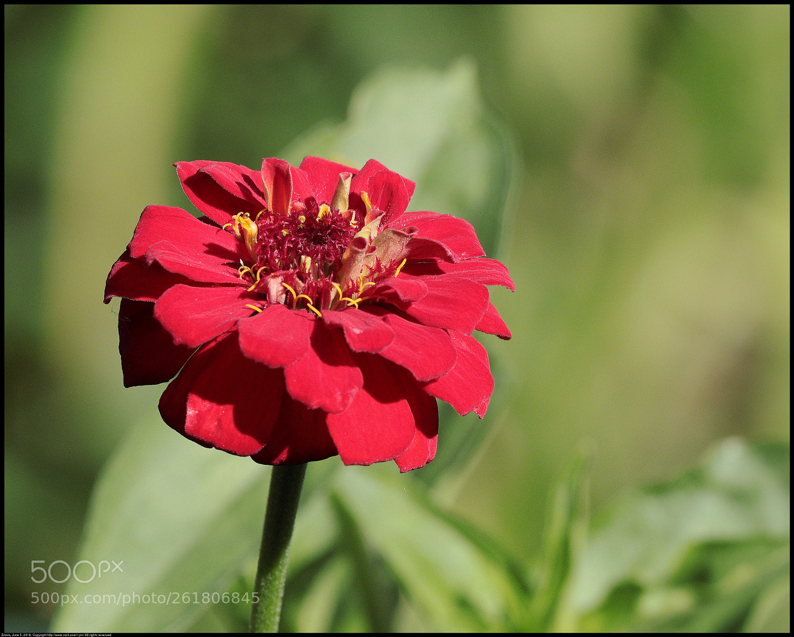 Canon EF 70-300 F4-5.6 IS II USM sample photo. Zinnia photography