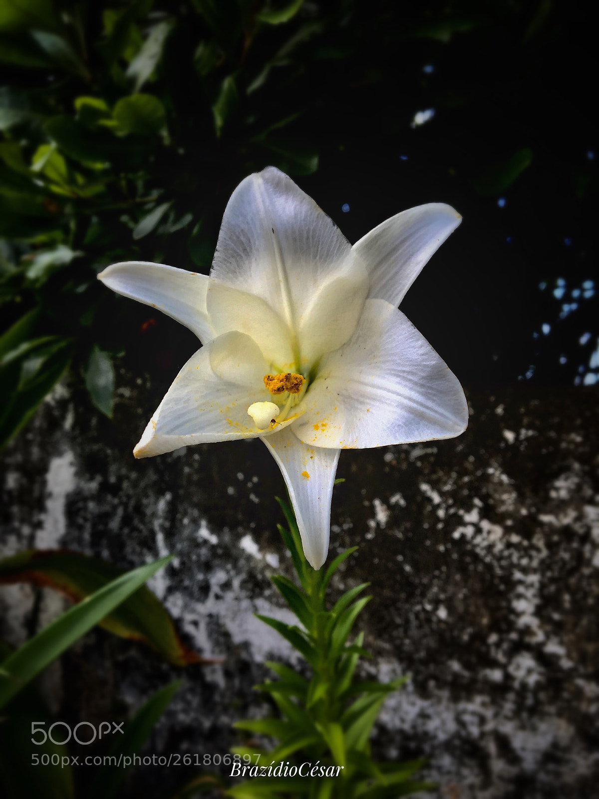 Apple iPhone 6s sample photo. Untitled photography