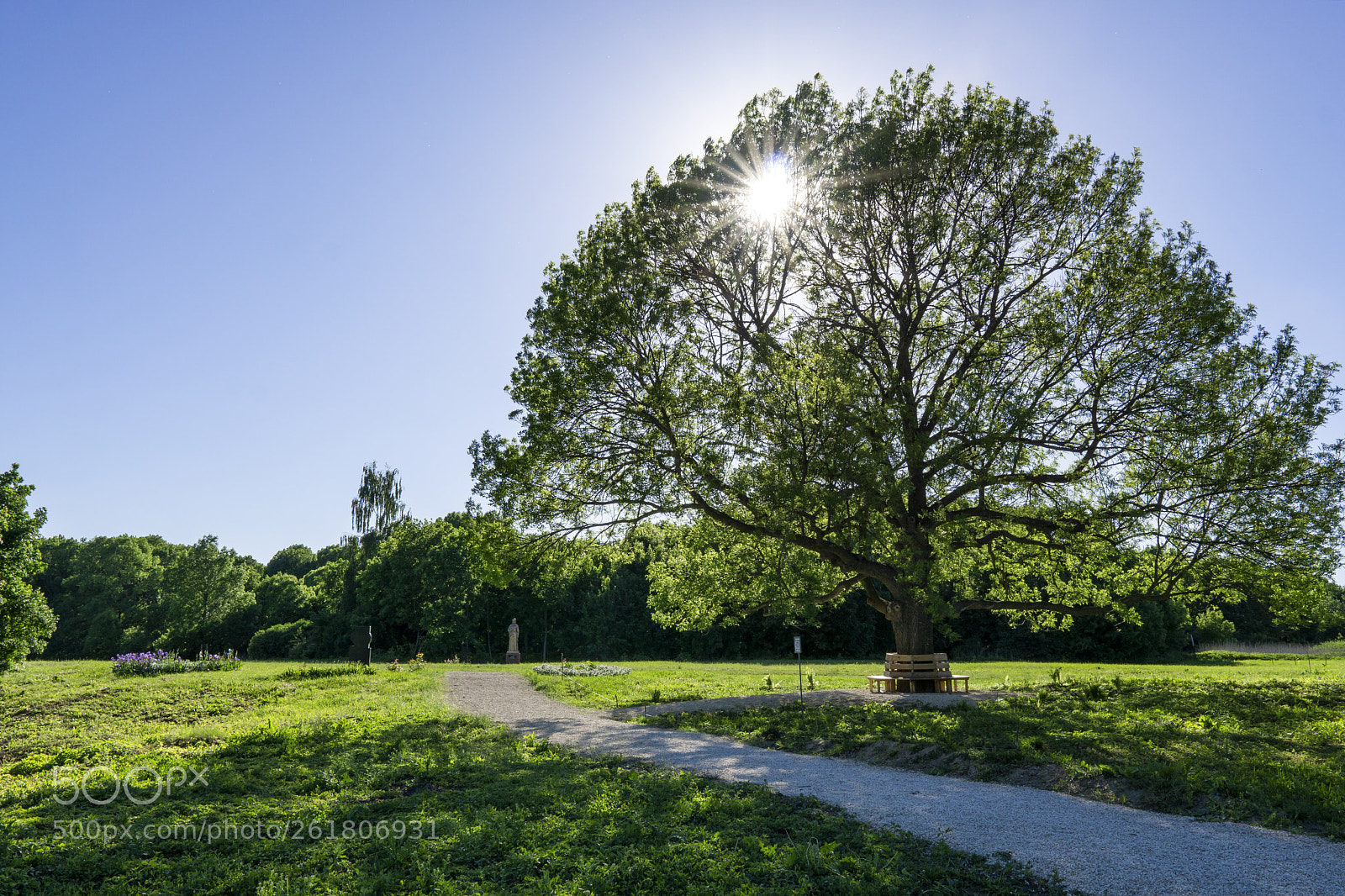 Sony a6000 sample photo. Tree photography
