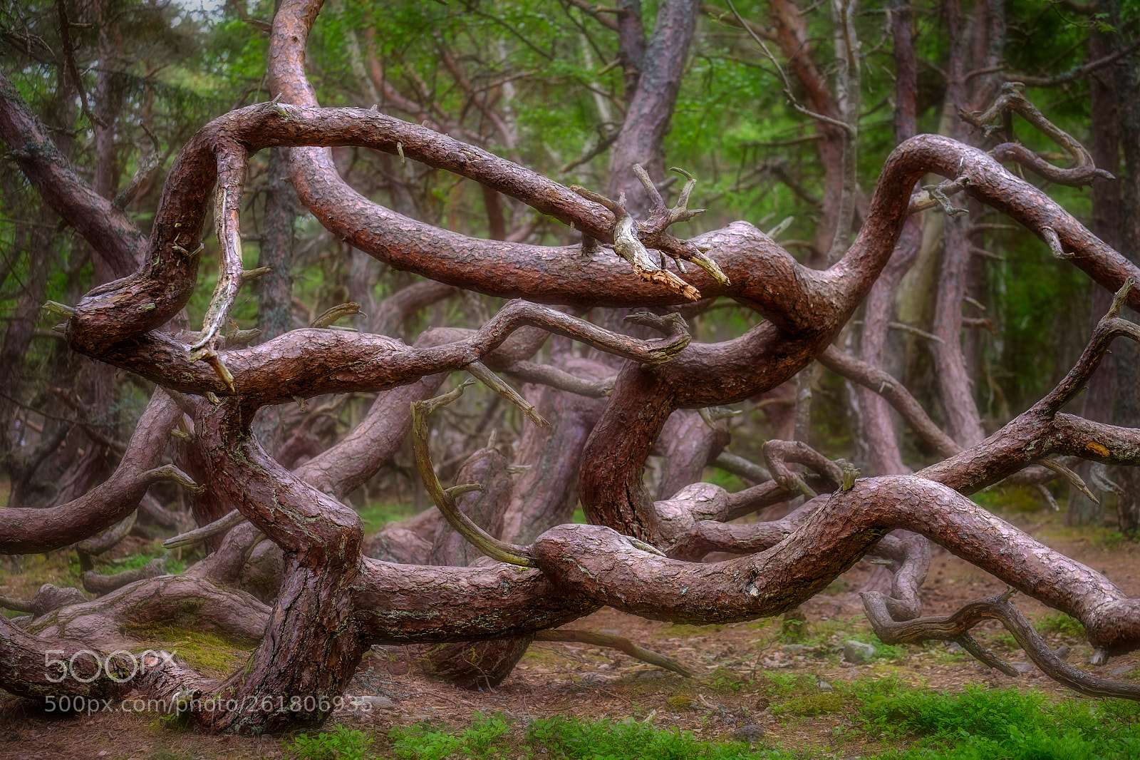 Fujifilm X-T20 sample photo. Twisted photography