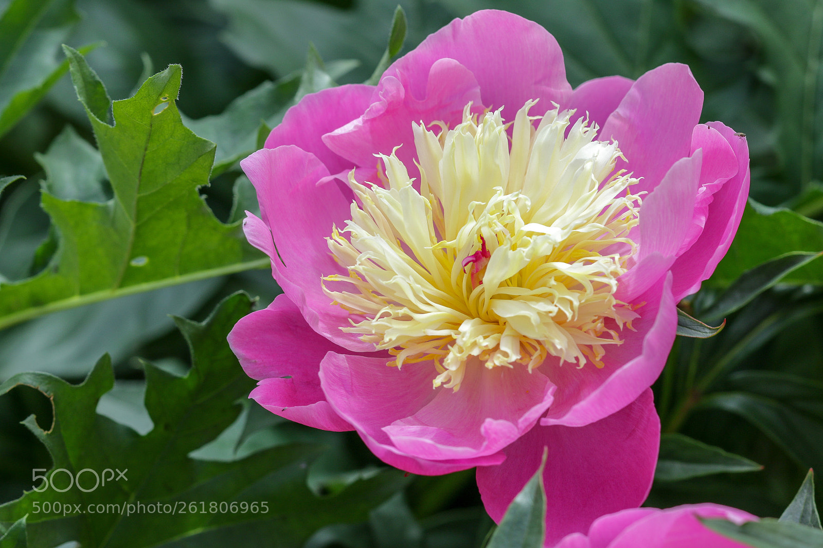 Canon EOS 7D Mark II sample photo. Hello blossom  photography