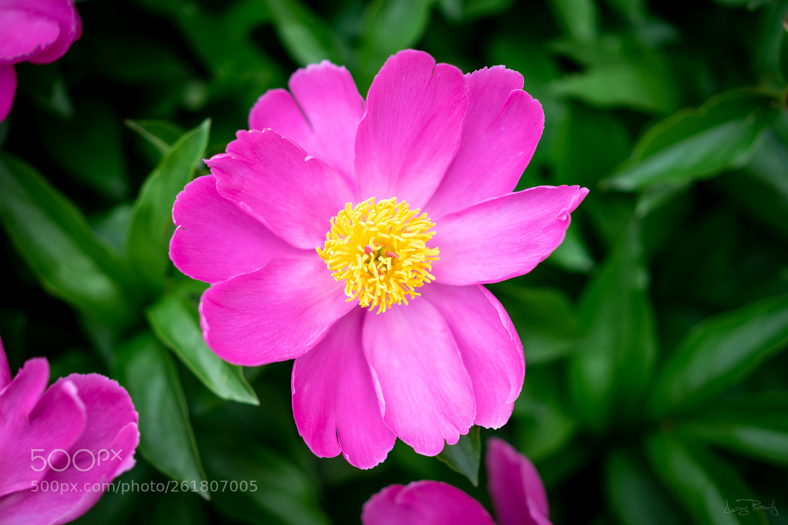 Sony a7 sample photo. Peony close up photography