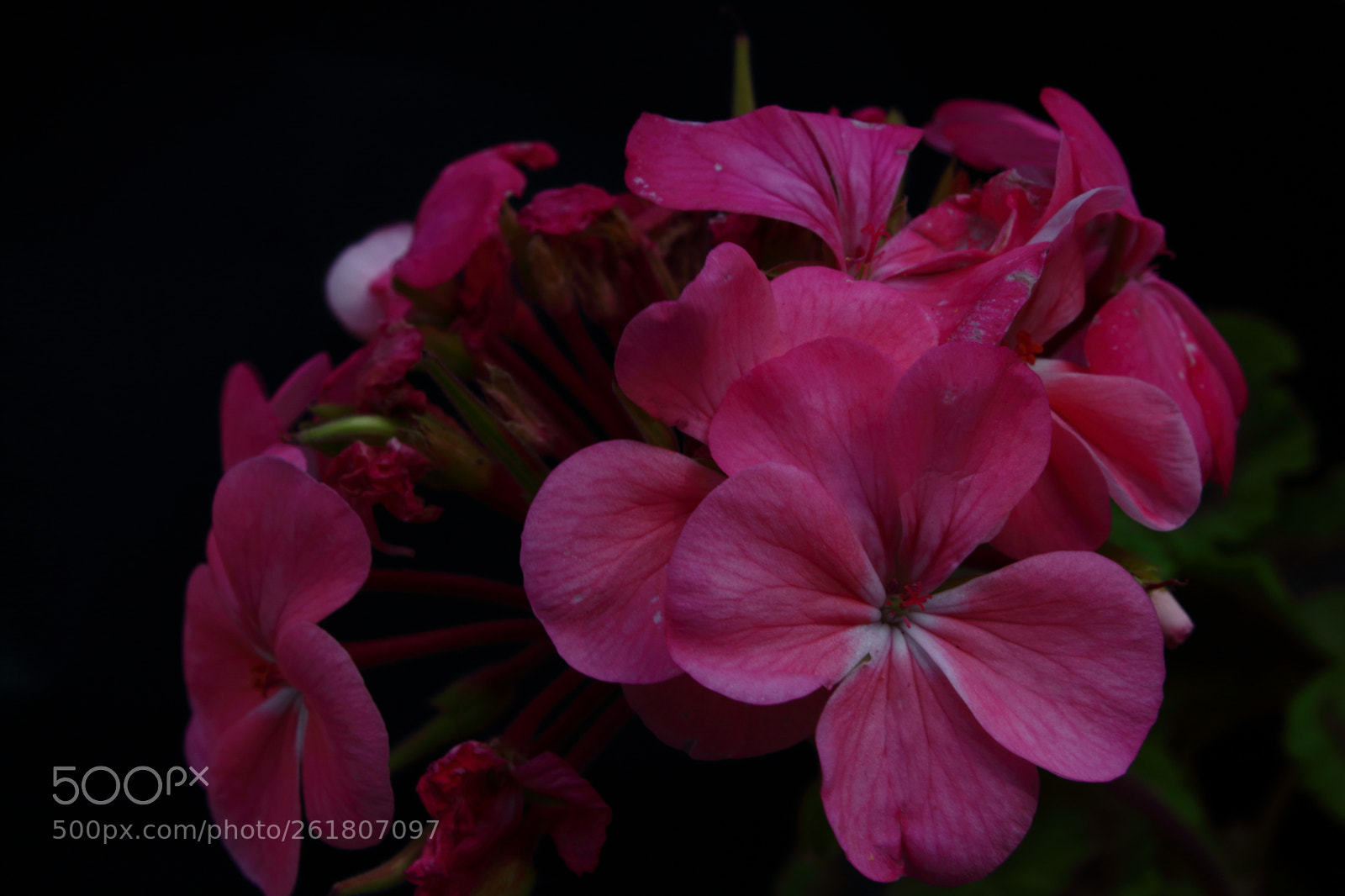 Canon EOS 1300D (EOS Rebel T6 / EOS Kiss X80) sample photo. Pink and black photography
