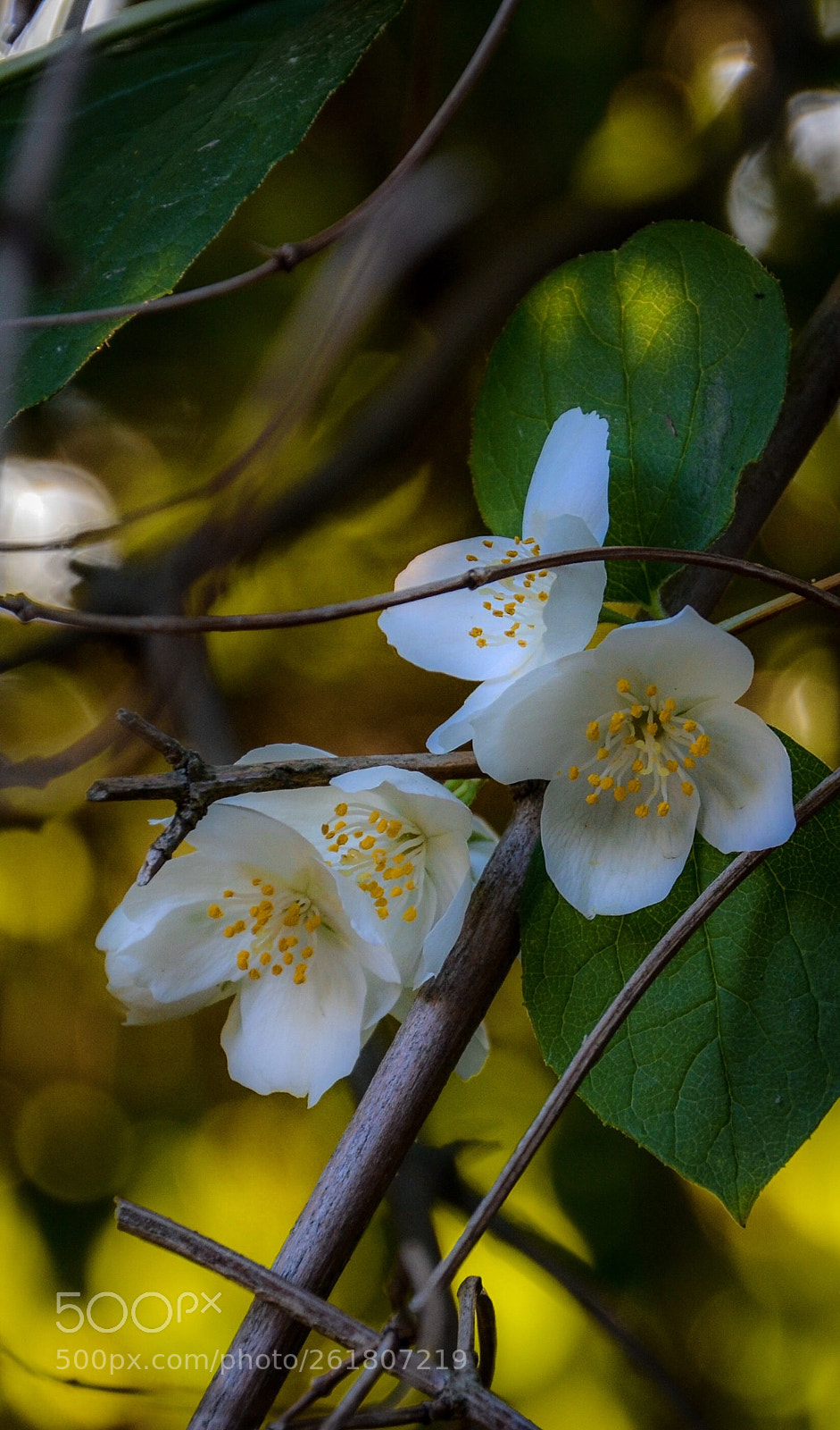 Nikon D7000 sample photo. Jasmin * photography