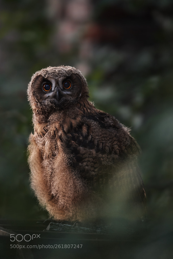 Nikon D5 sample photo. Eagle owl photography