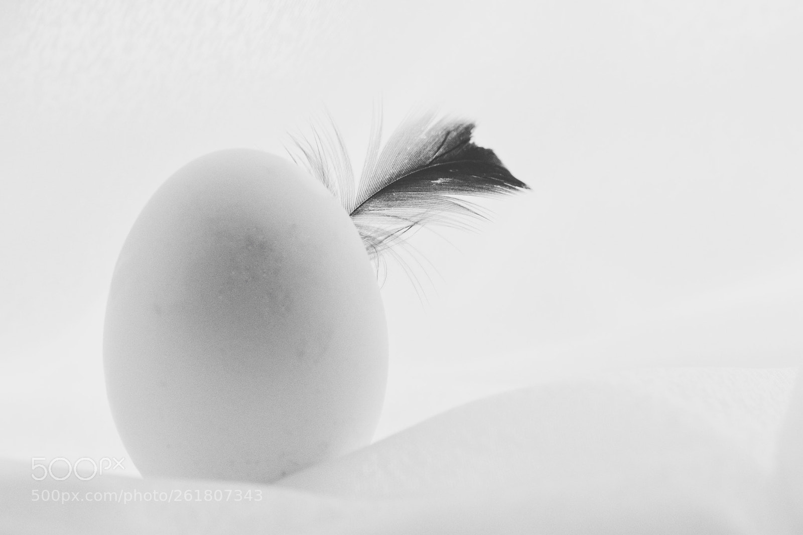 Nikon D5600 sample photo. The egg or the photography