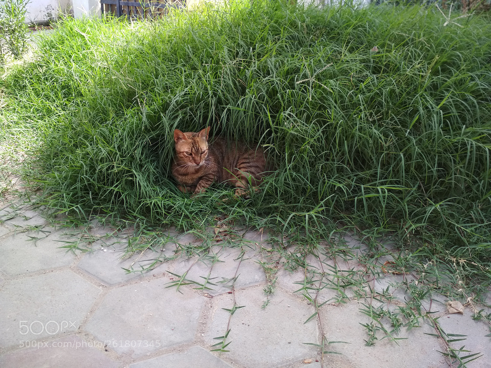 Xiaomi Redmi 4X sample photo. Nice cat photography