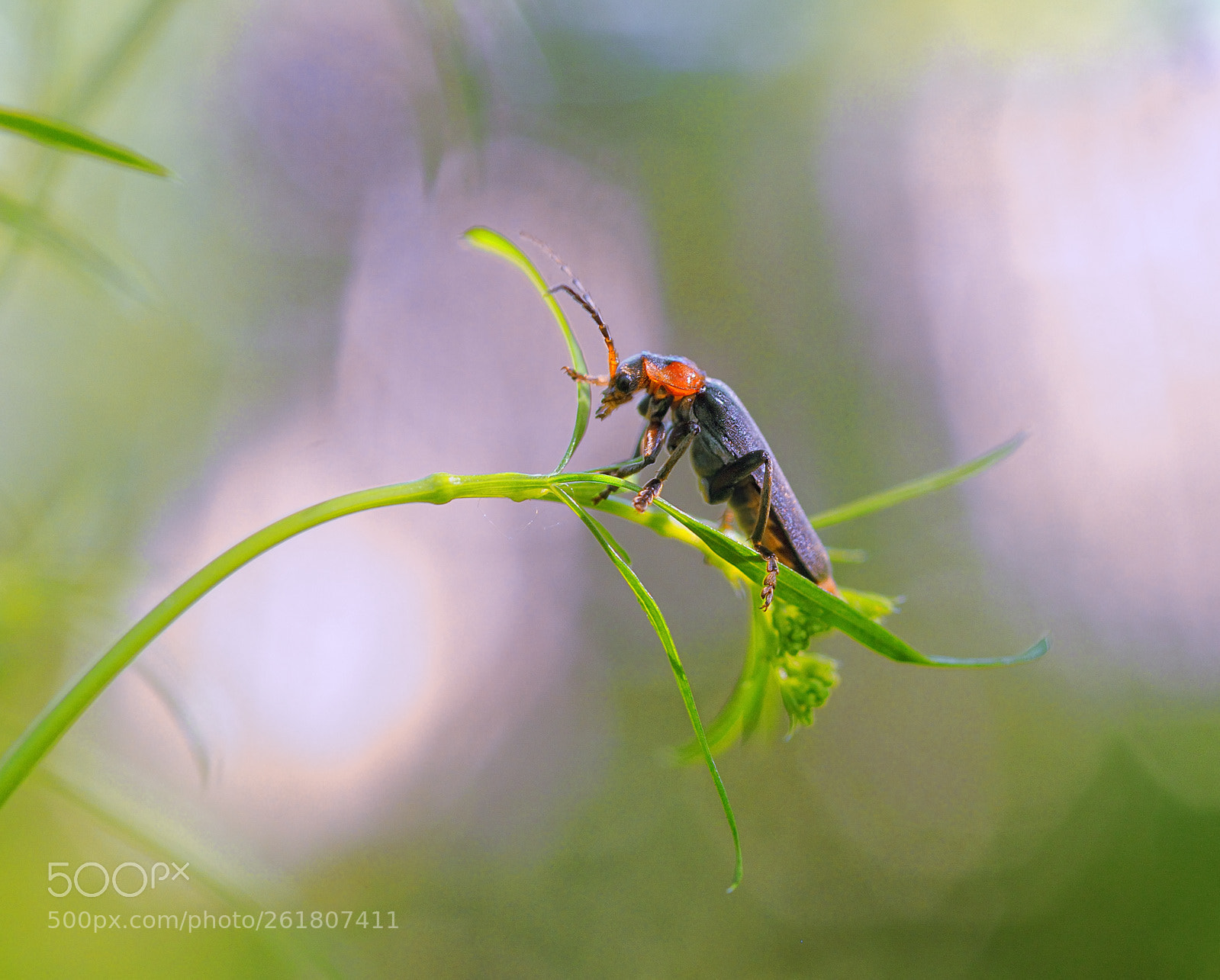 Nikon D300S + Nikon AF Micro-Nikkor 60mm F2.8D sample photo. Жук-мягкотелка . photography