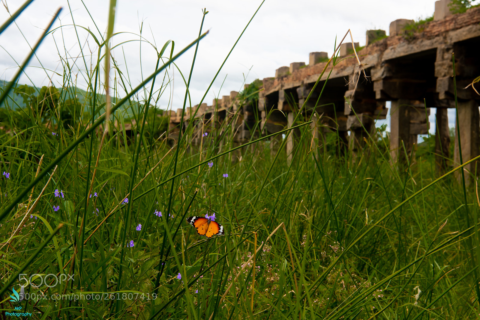 Nikon D810 sample photo. Butterfly and a bridge photography