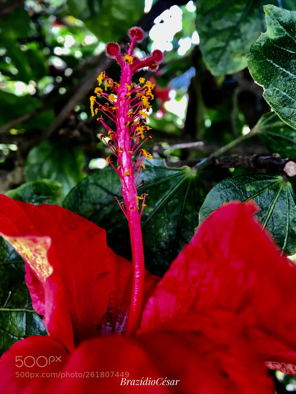 Apple iPhone 6s sample photo. Untitled photography