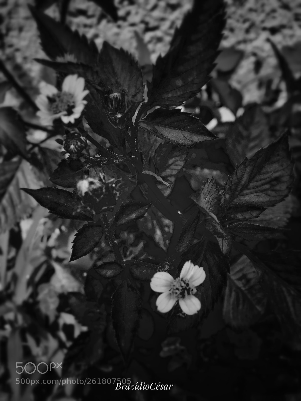 Apple iPhone 6s sample photo. Untitled photography