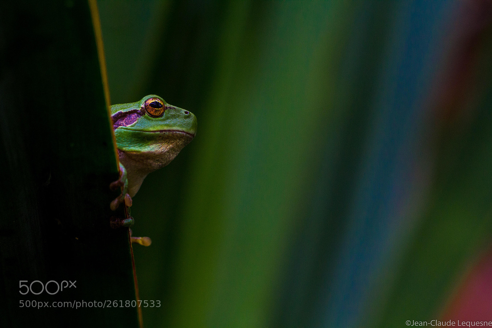 Canon EOS 60D sample photo. Rainette méridionale photography