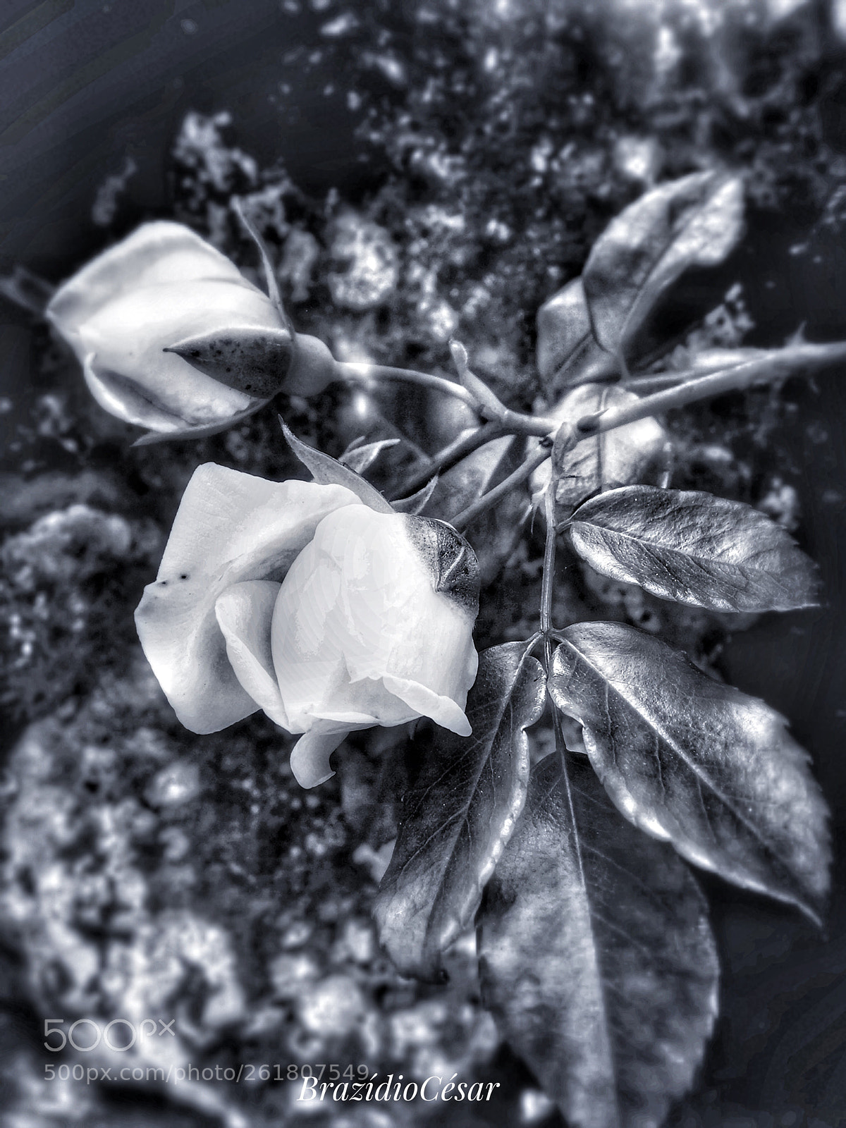 Apple iPhone 6s sample photo. Untitled photography