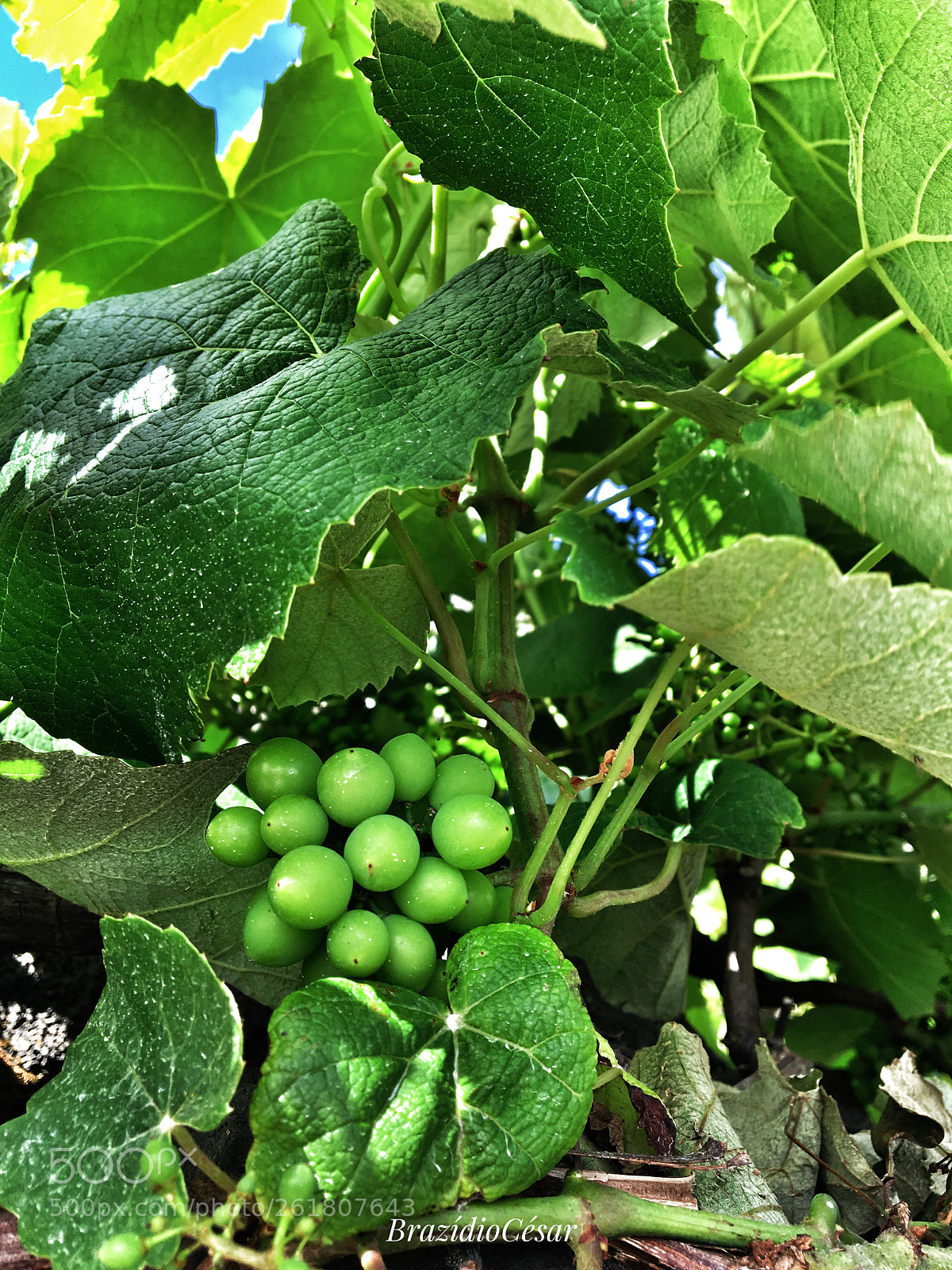Apple iPhone 6s sample photo. Untitled photography