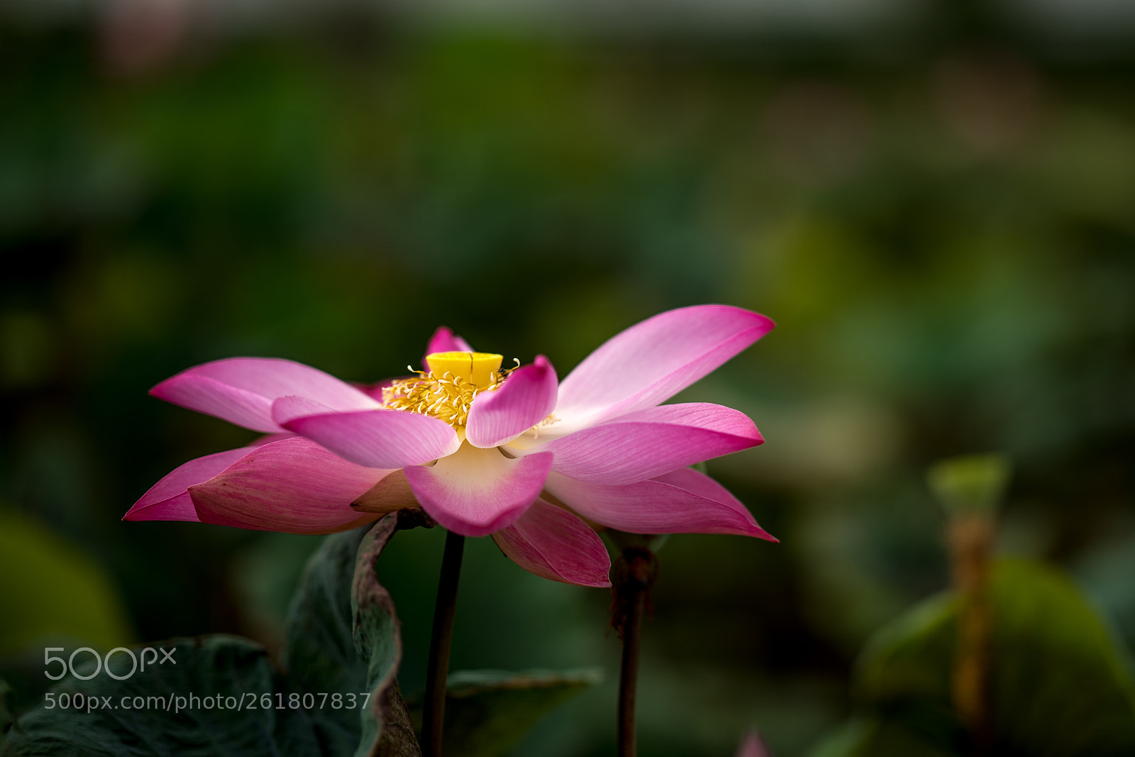 Nikon D750 sample photo. Red lotus. photography
