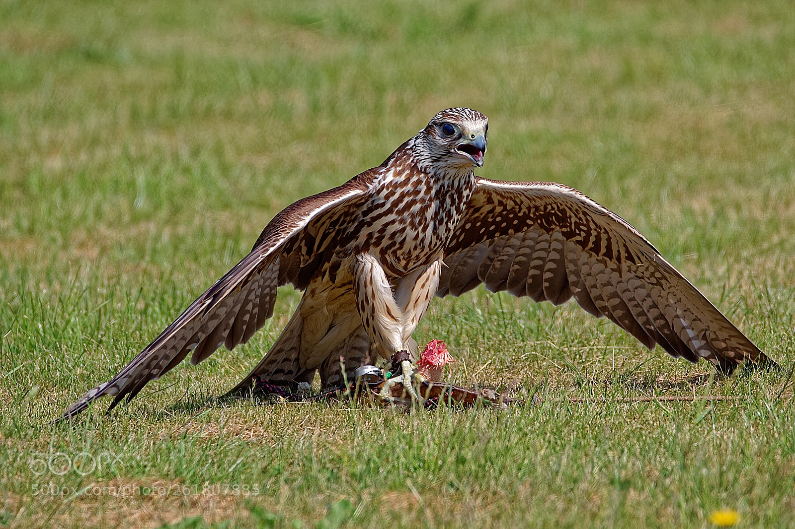 Sigma 150-600mm F5-6.3 DG OS HSM | C sample photo. Got the catch photography