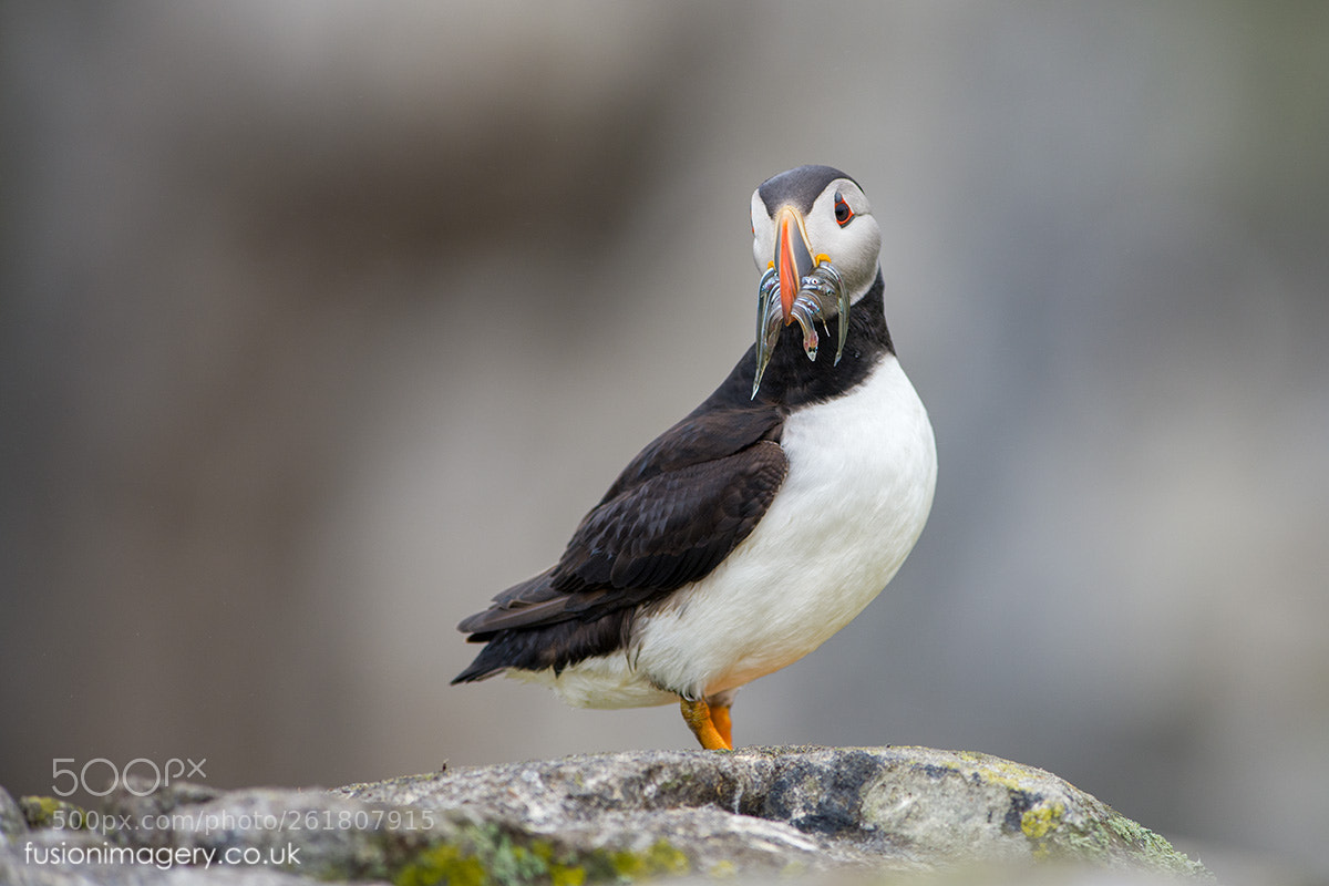 Nikon D850 sample photo. Puffin photography
