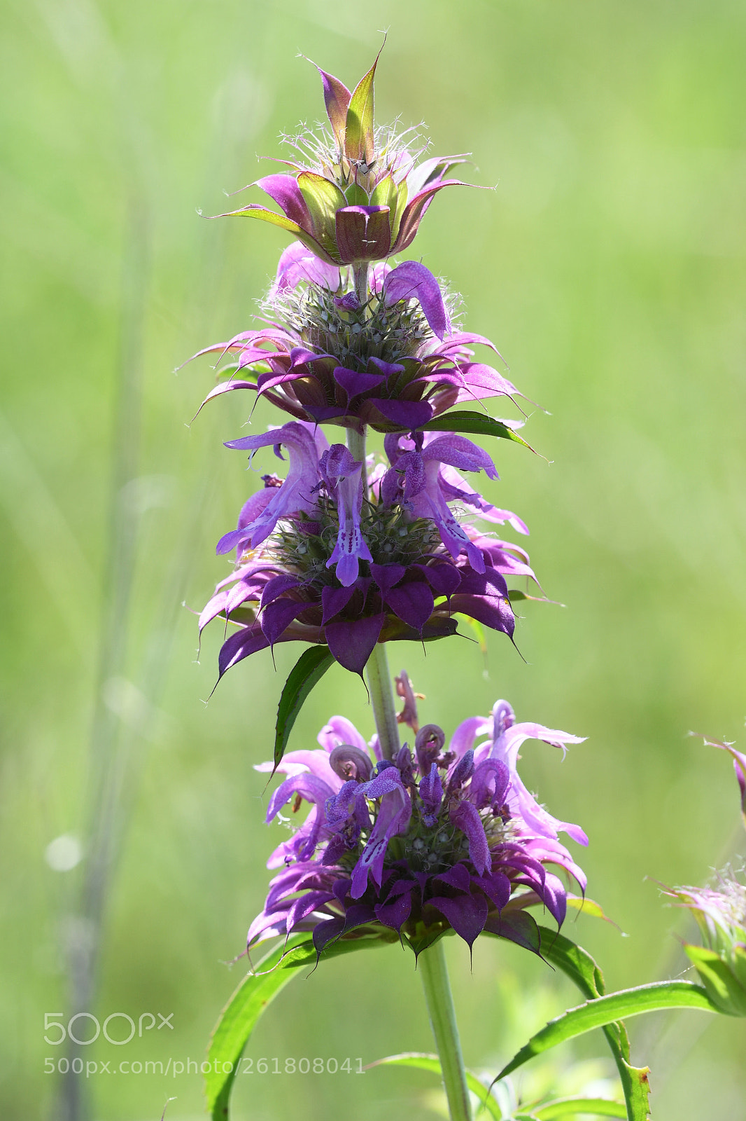 Sigma 150mm F2.8 EX DG OS Macro HSM sample photo. Tiers of joy photography