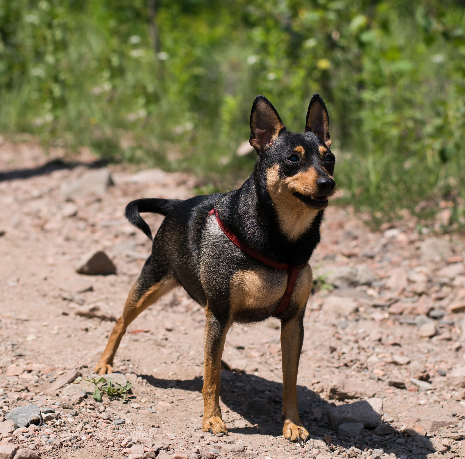 Nikon D3300 sample photo. Pinscher photography