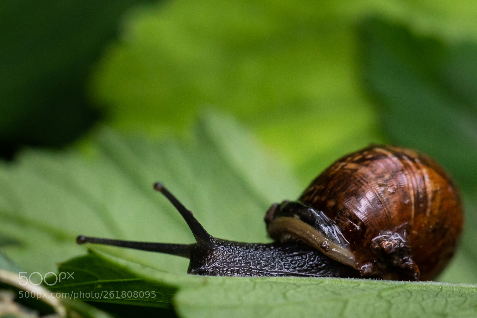 Canon EOS 5D Mark IV sample photo. Snail in my garden 4 photography
