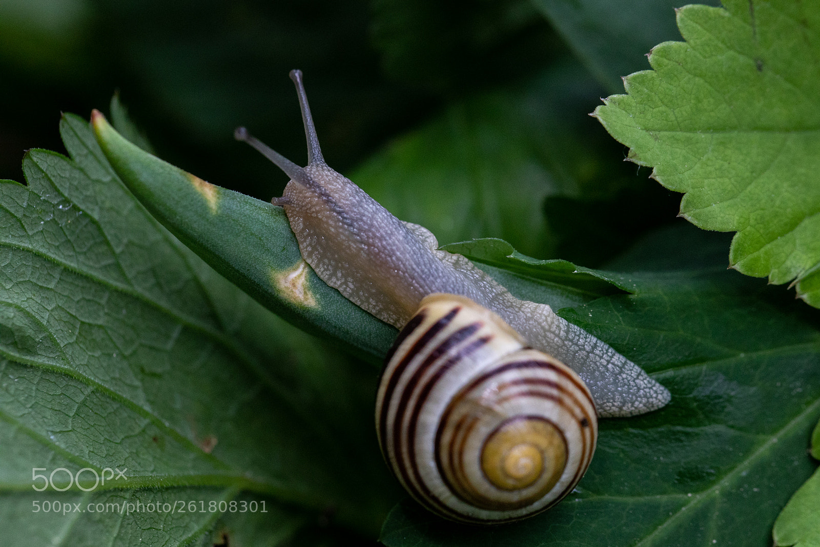 Canon EOS 5D Mark IV sample photo. Snail in my garden 5 photography
