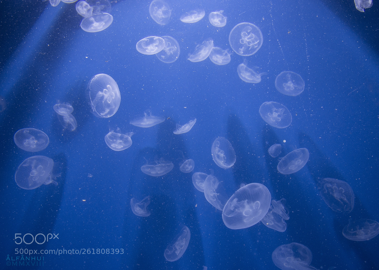 Olympus PEN E-PL6 sample photo. Jellyfish dance photography