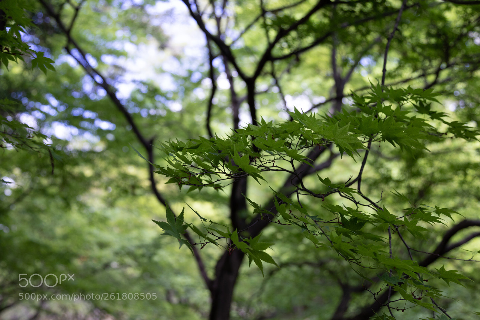 Canon EOS 6D Mark II sample photo. 北野天満宮の青もみじ photography