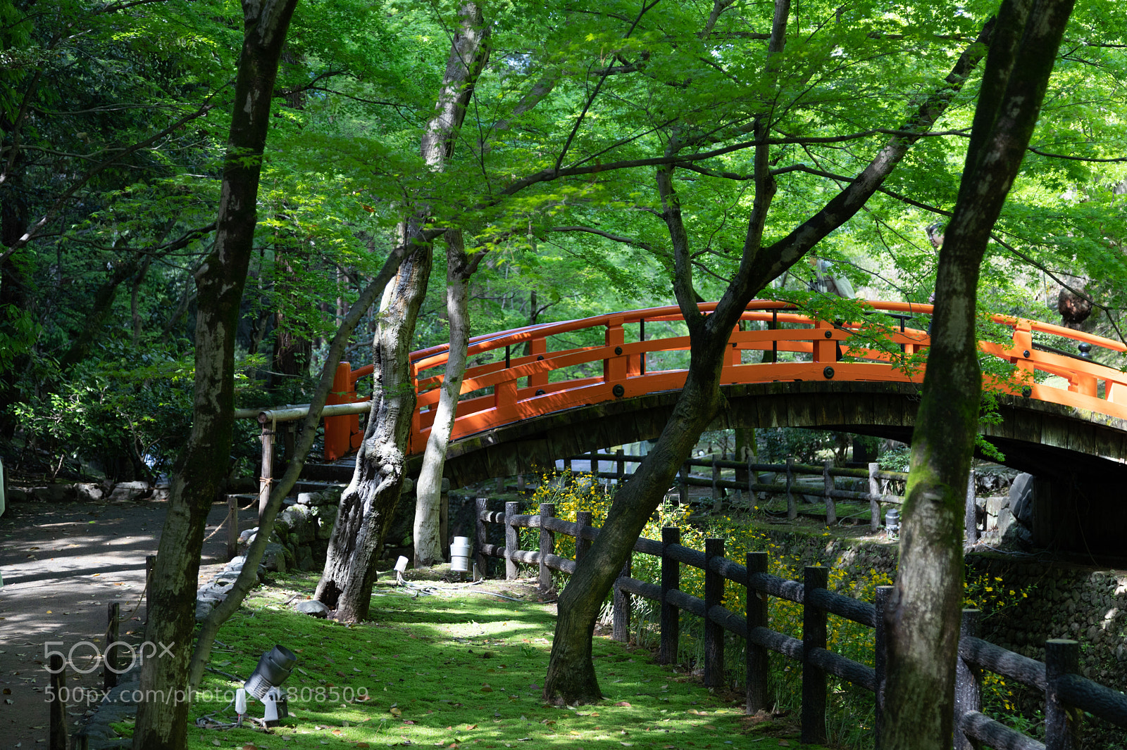 Canon EOS 6D Mark II sample photo. 北野天満宮の青もみじ photography
