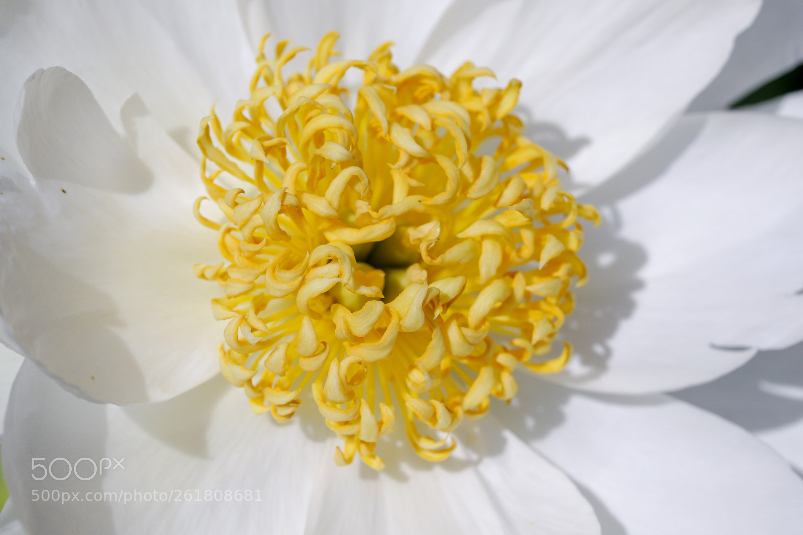 Canon EOS 7D Mark II sample photo. Gold on white photography